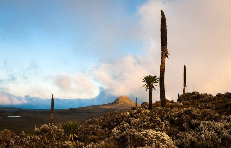 Trekking in Bale Mountains